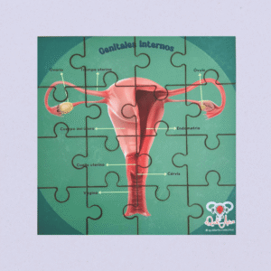 Rompecabezas modelo anatómico útero